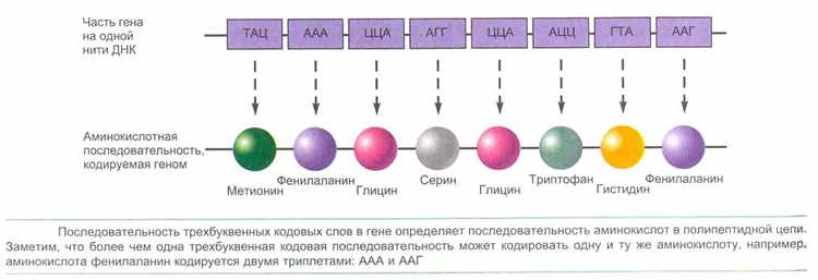 Клинические примеры заболеваний, связанных с нарушением синтеза белка