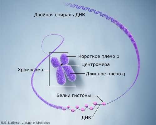 Роль хромосом в наследственности