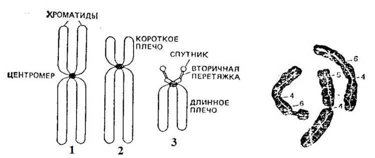 Определение хромосомы и ее функции