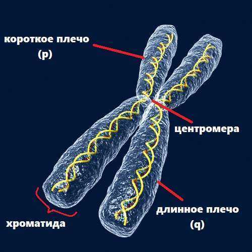 Методы исследования хромосом