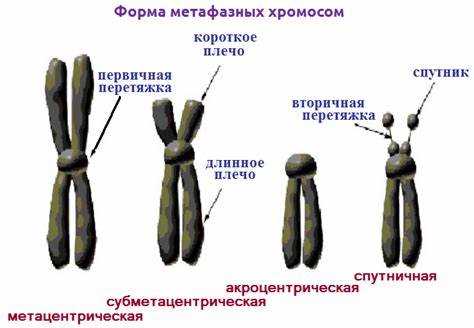 Перевод слова хромосома на иностранные языки