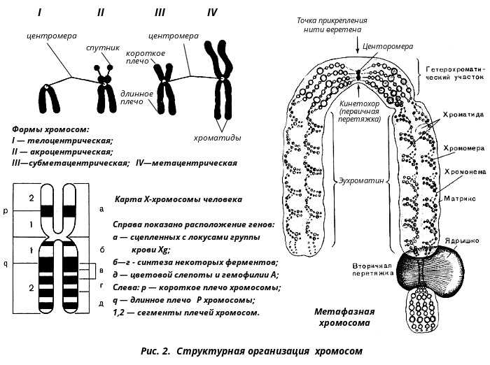 Связь хромосом с генетическими заболеваниями