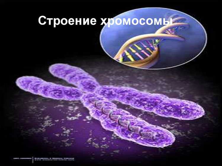 Структура хромосомы и ее элементы