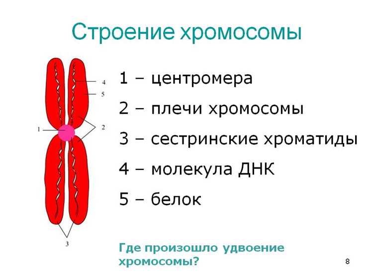 Число хромосом у различных организмов