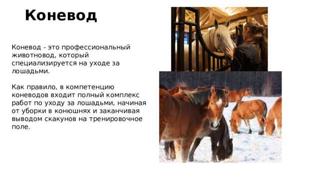 Организация кормления и ухода за лошадьми