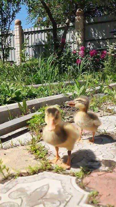 Частотность употребления в текстах