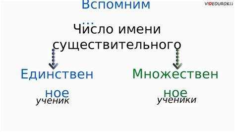 Процедура оформления полиса множественного числа