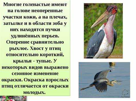 Склонение 
