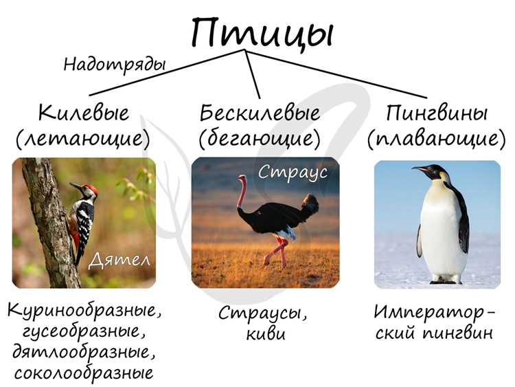 Практические упражнения для закрепления форм слова