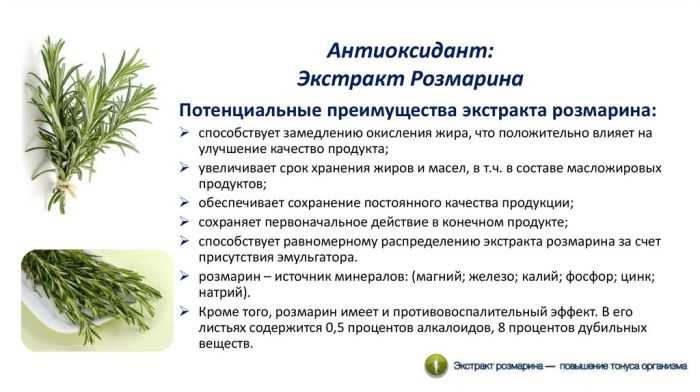 Розмарин в поэзии и литературном творчестве